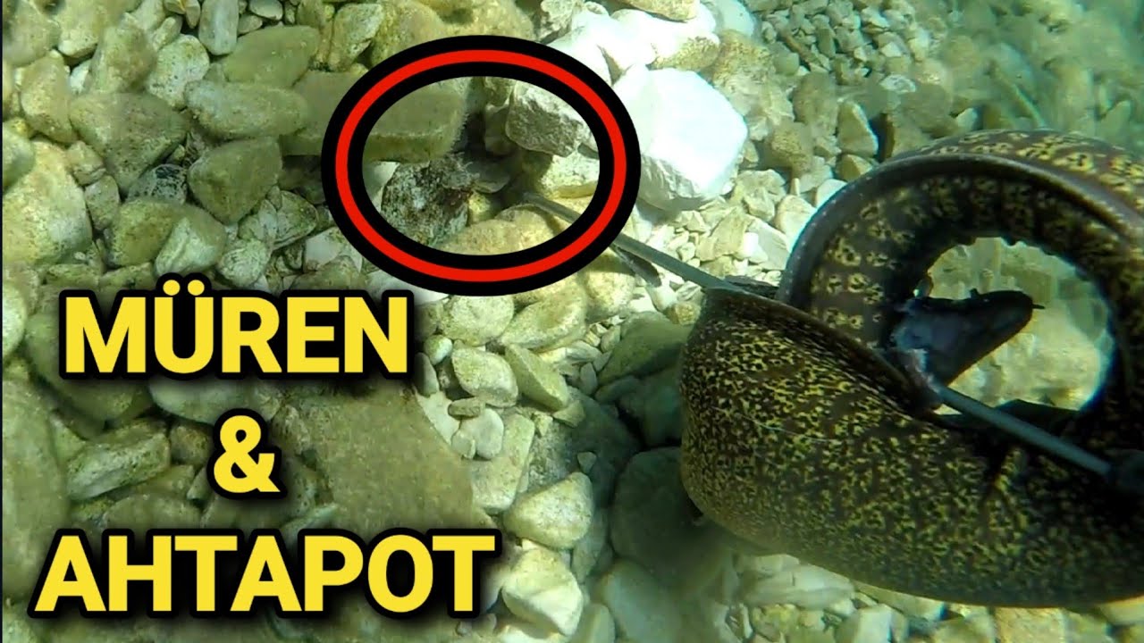 En Tehlikeli Türlerden Müren Balıgı Avı