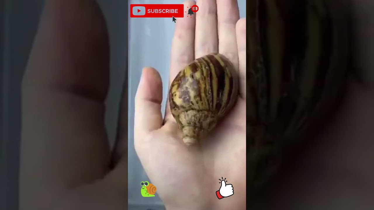 Caracol e seu crescimento, magnifico !
