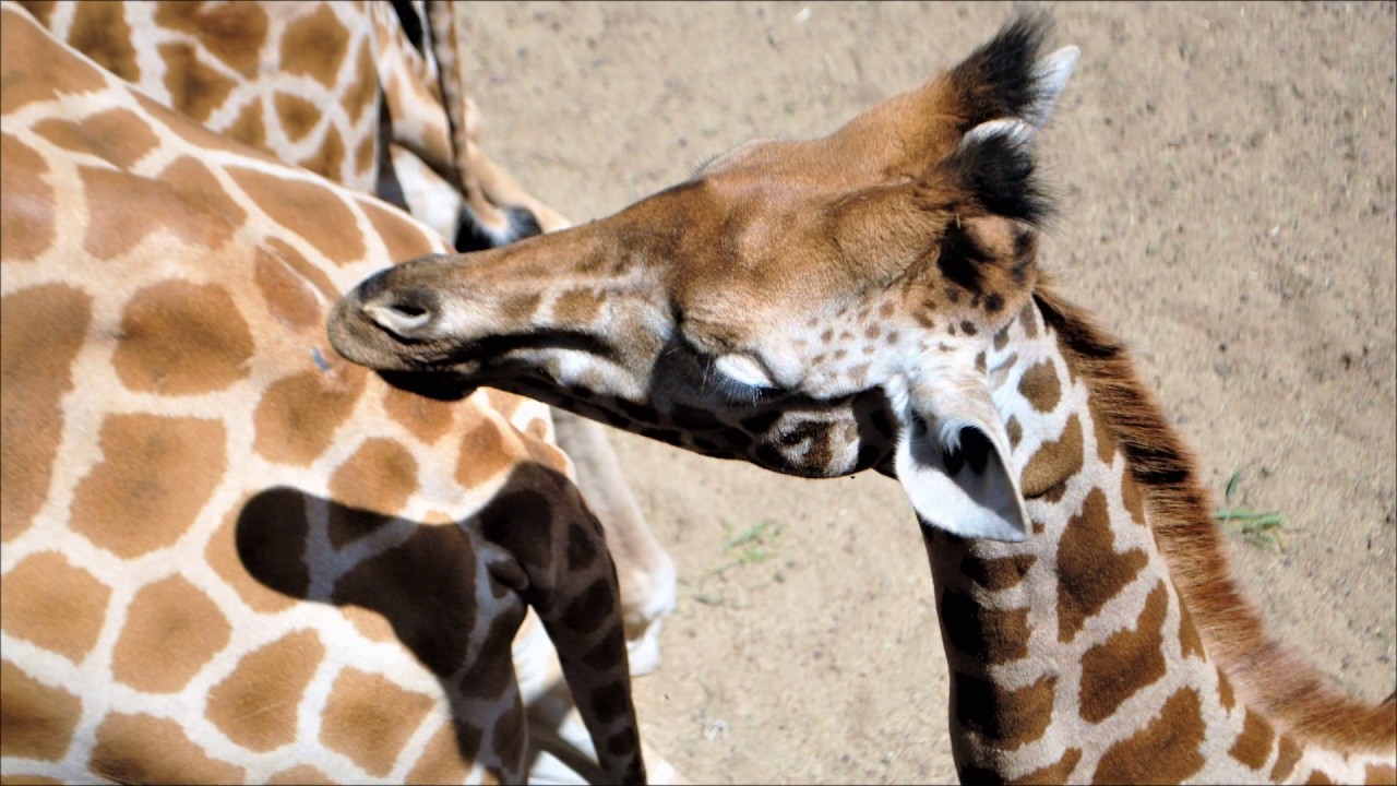 Fuerteventura, Oasis Park, ogr&oacute;d zoologiczno-botaniczny