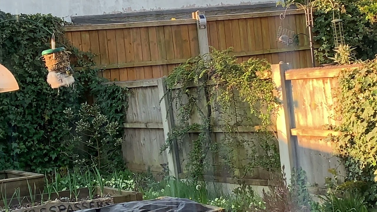 How do tree bumblebee queens evict nesting birds? They buzz!