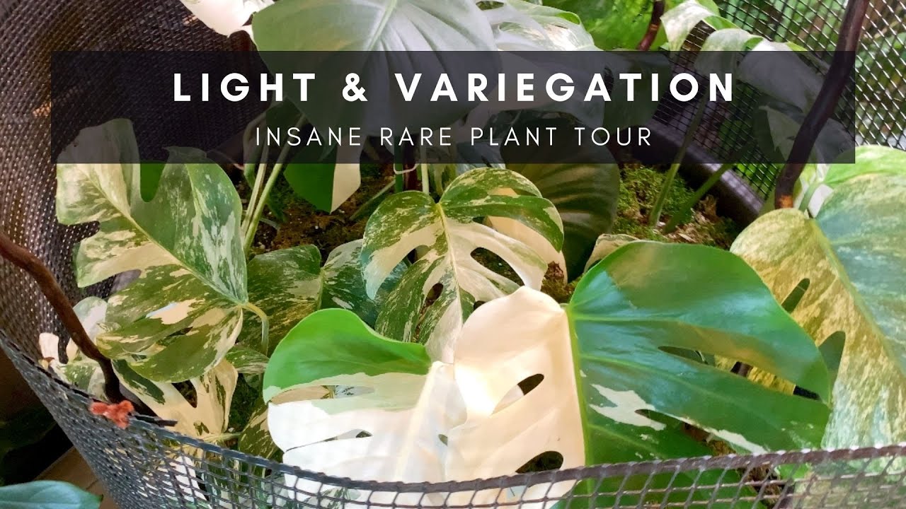 The Light & Variegation Episode | Rare Houseplant Tour | Collector-Seller Series P9 | Ep 58