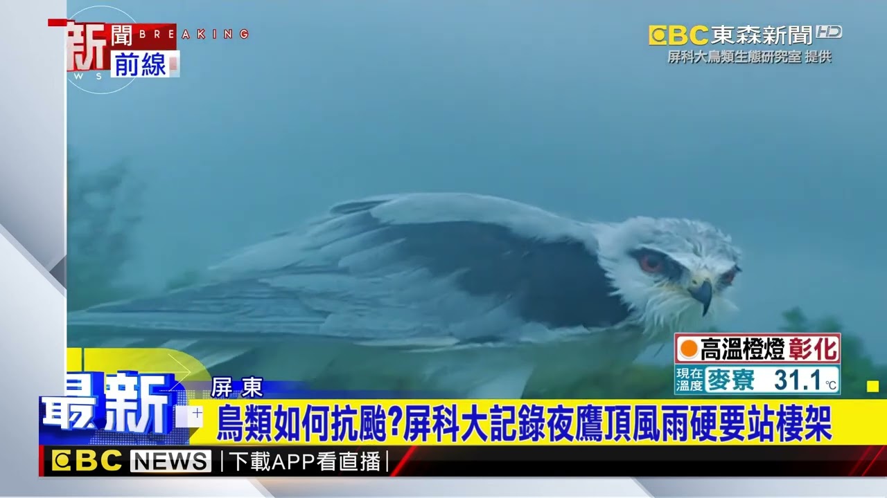鳥類如何抗颱？屏科大記錄夜鷹頂風雨硬要站棲架@newsebc