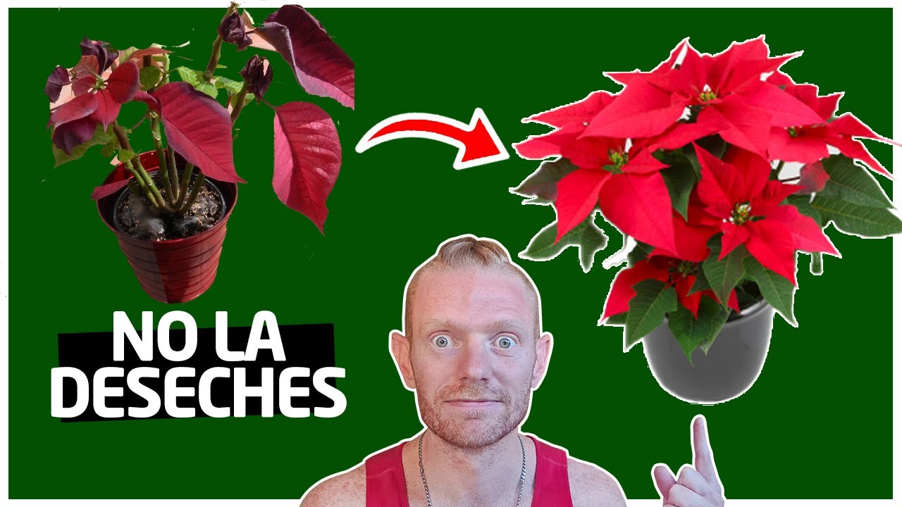 Cómo Cuidar y Conservar la 🍁 FLOR DE PASCUA 🍁 de un año a otro / TUTORIAL / 2026