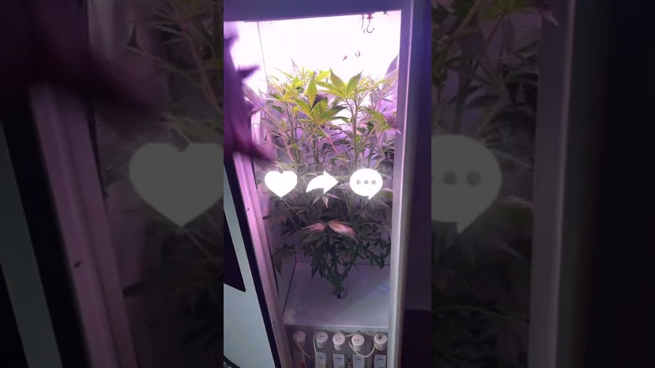 Grobo update ! Progress .. marijuana plant, growing healthy #weed #indoorweed#￼ hydroponics