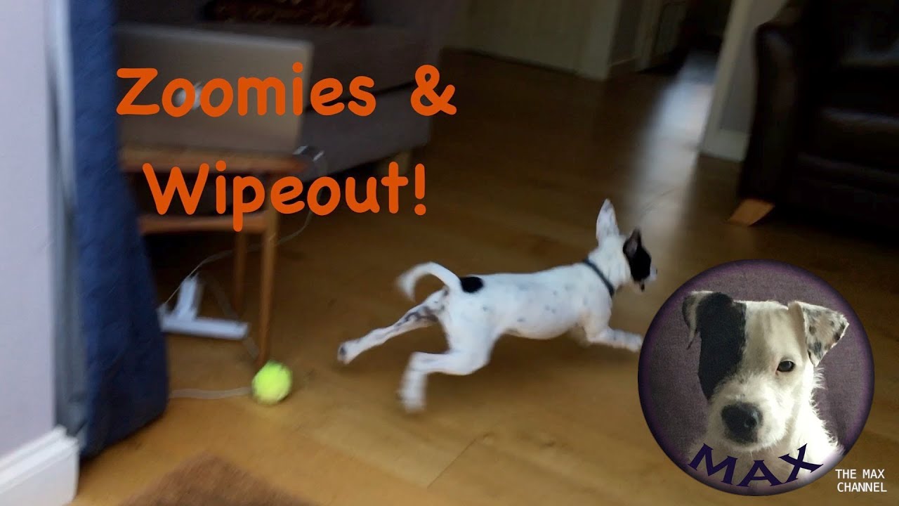 Zoomies & Total Wipeout! - Life with a Parson Russell Terrier