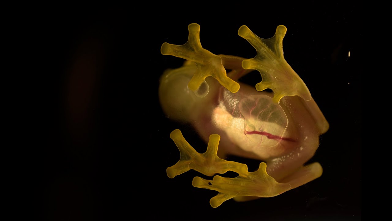 EL REGRESO  DE LOS ANFIBIOS - Documental de naturaleza