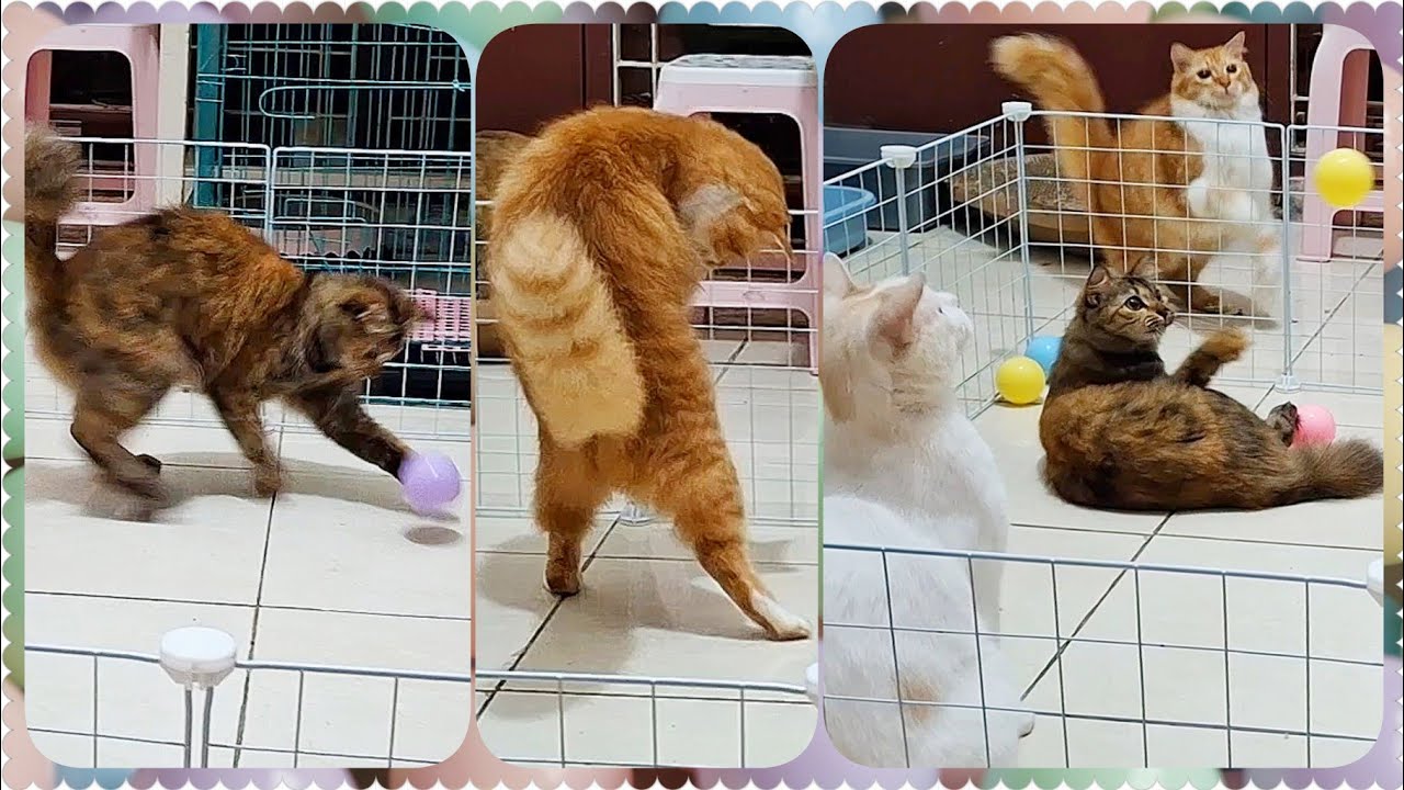 @cc.cutecats CUTE CATS : Playing with Colorful Balls  #cat #cutecat #song ##funnycats 