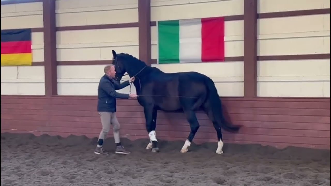 How To Teach Piaffe In Hand - Day 6 