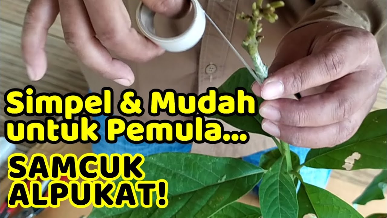 CARA SAMBUNG PUCUK/GRAFTING ALPUKAT || Lengkap Step by Step || Pemula Dijamin Bisa!