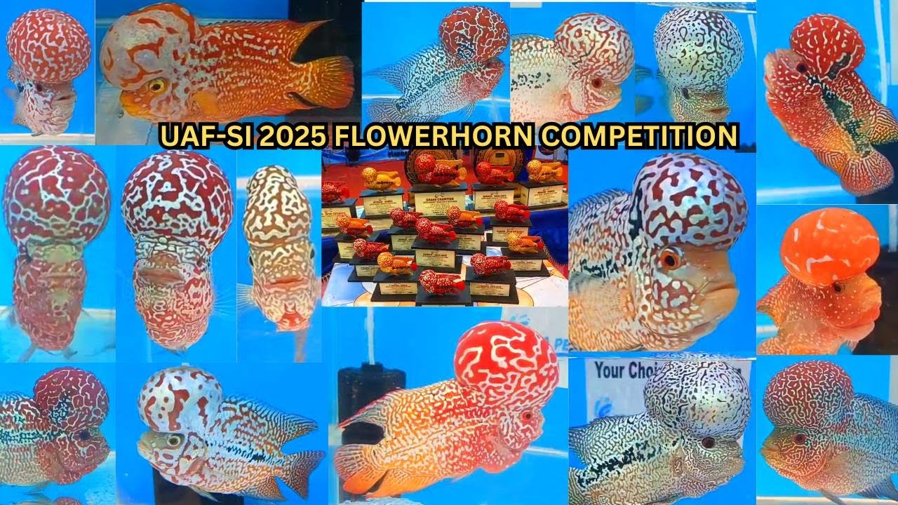 UAF - SI 2025 NATIONAL LEVEL FLOWERHORN COMPETITION IN CHENNAI / ROYAL AQUATICS INDIA /CHENNAI/தமிழ்