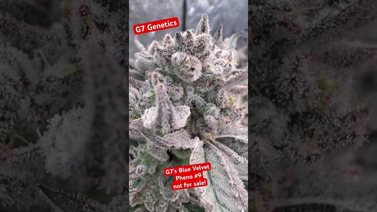 G7S Blue Velvet &ndash; Фенотип 9 | Перманентный маркер Apple Tassie 69 x | Высокоурожайный сорт Frost ...