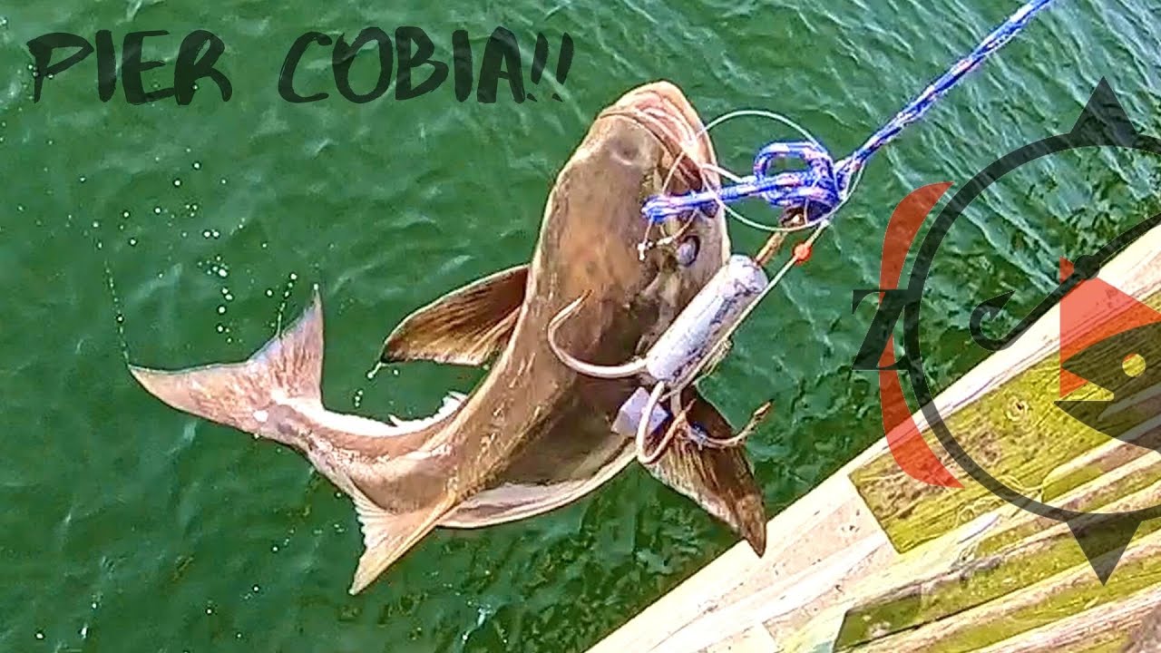 Crazy COBIA Action!!! (Catch and Cook)
