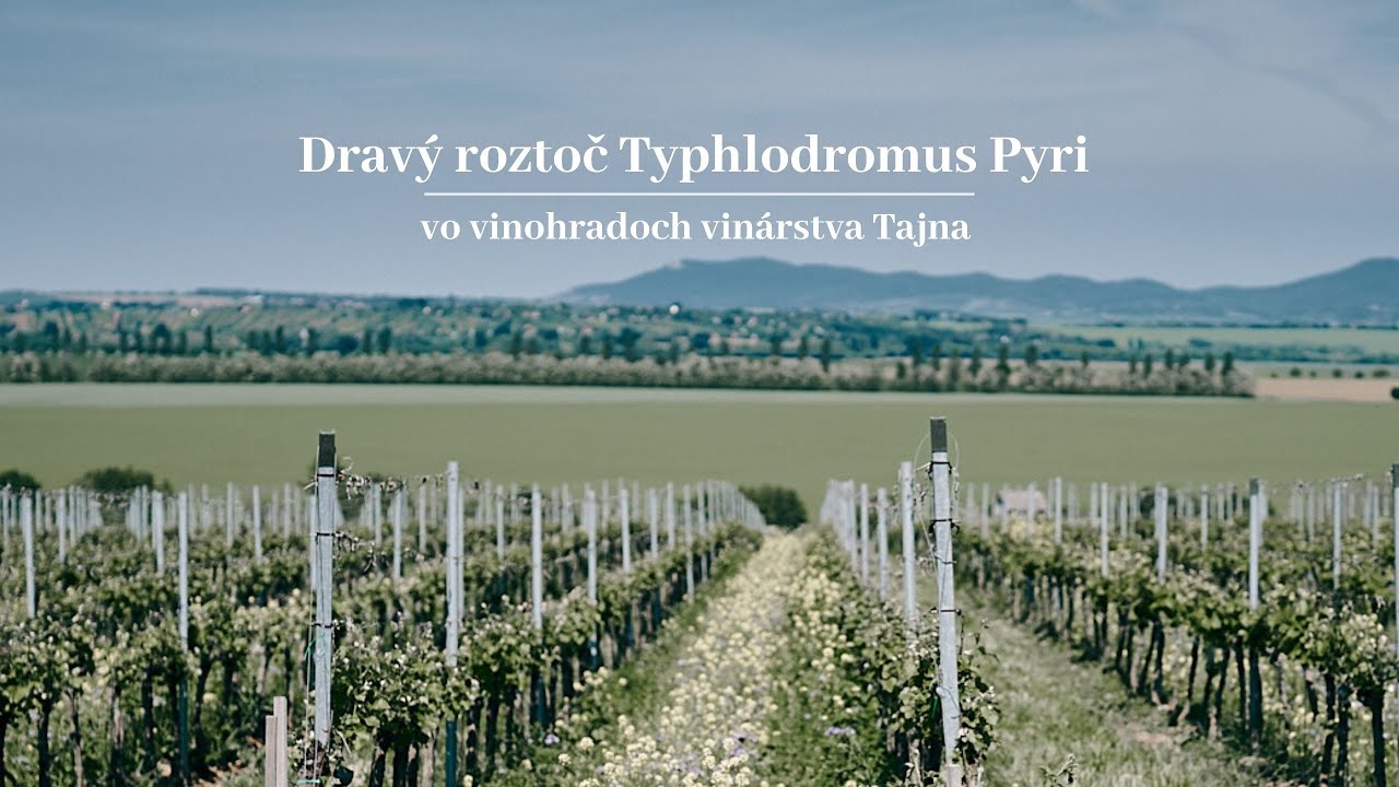 Dravý roztoč Typhlodromus Pyri vo vinohradoch vinárstva Tajna