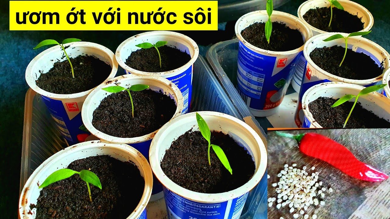 cách ươm ớt nhanh nẩy mầm không cần ngâm ủ hạt, cách sang chậu ớt con đúng cách sau khi ươm