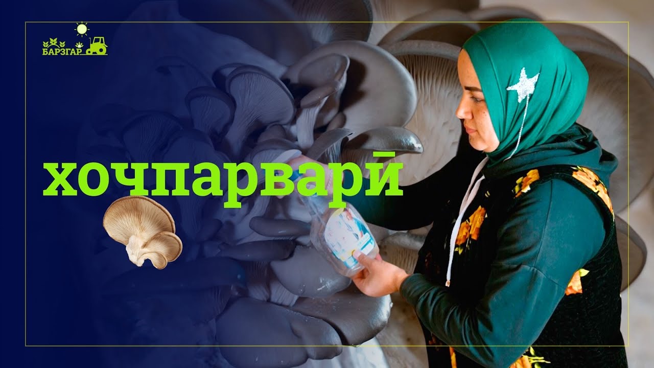 Занбӯруғпарварӣ: соҳаи нав, даромаднок ва муфид