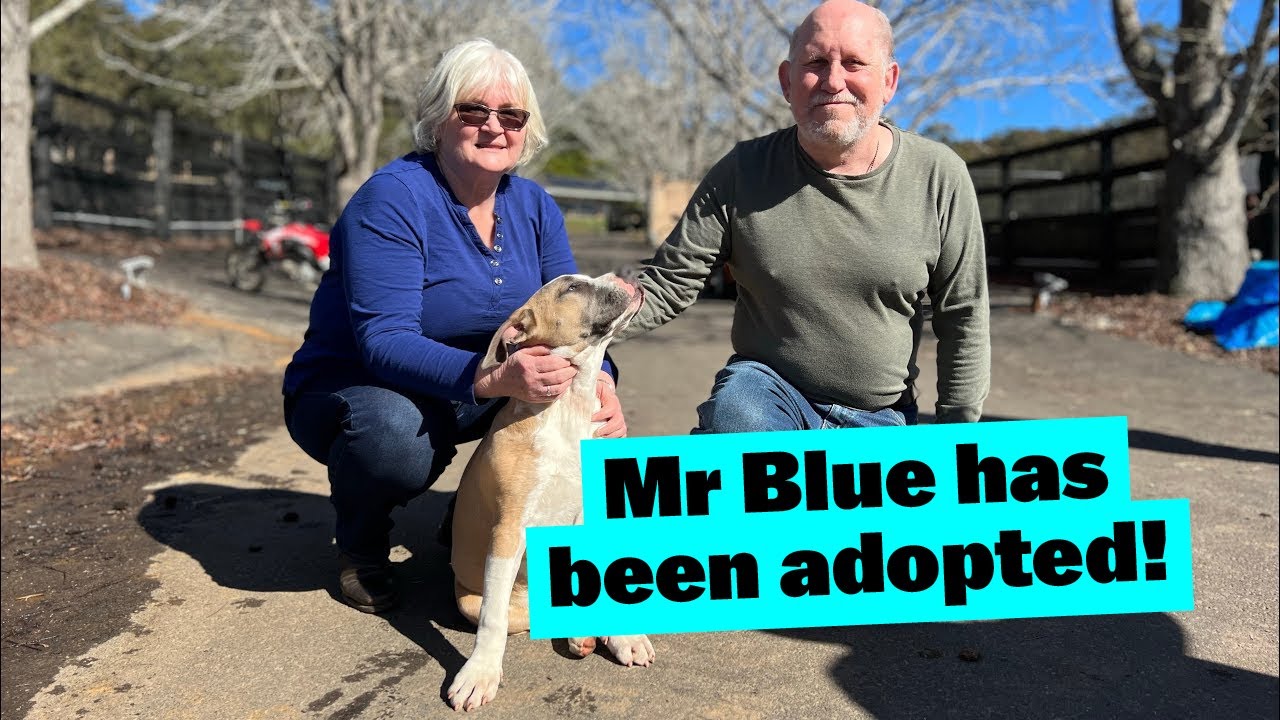 Mr Blue the American Staffy Puppy has been Adopted!