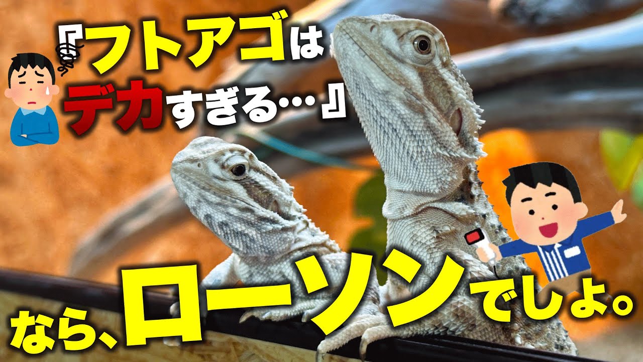 ローソンアゴヒゲトカゲ と フトアゴヒゲトカゲ の飼育者が両者の違いについて述べます【 爬虫類 】