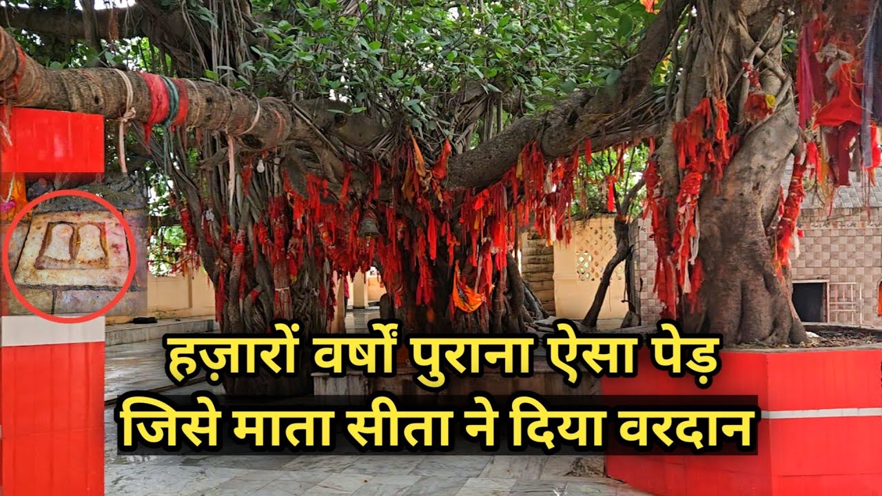 अक्षय वट वृक्ष गयाजी | पिंडदान स्थल |Akshay vat Gayaji Bihar | Ujjawal Shivam Vlogs