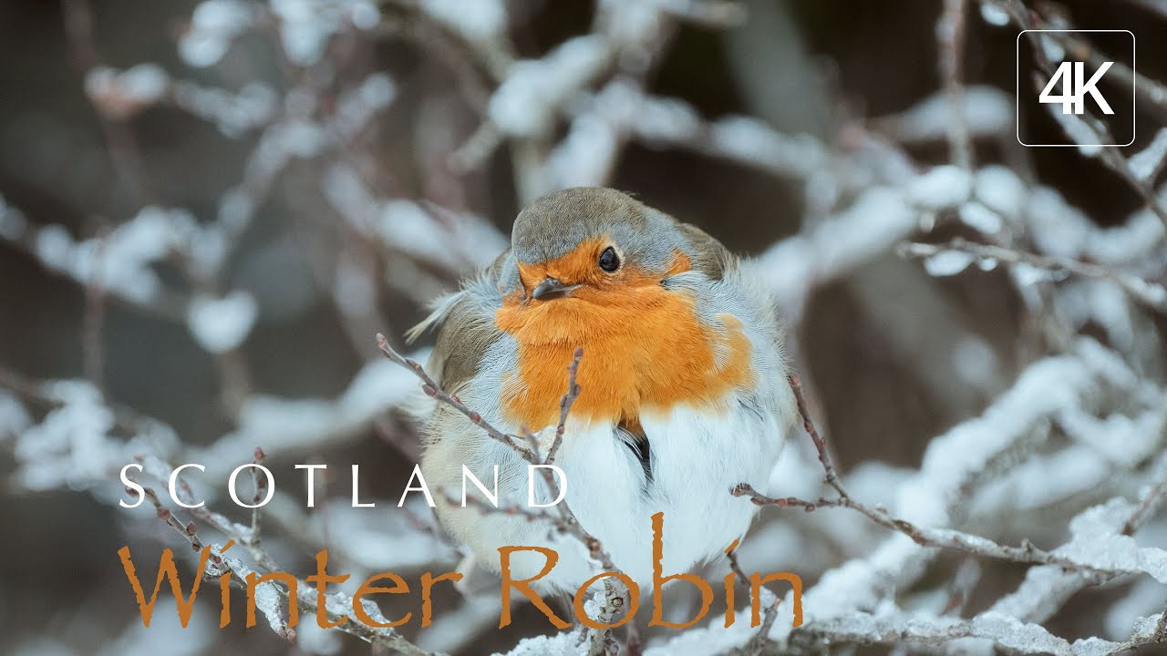 Winter Birdsong: A Tranquil Scottish Retreat | #NorthernStillness #relaxingnature #scotland4k