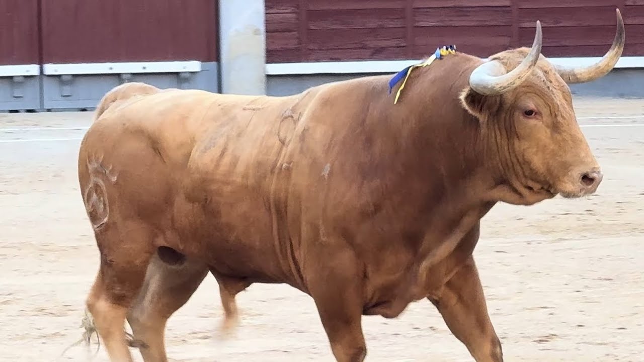 Salida 5º toro de DOLORES AGUIRRE: 