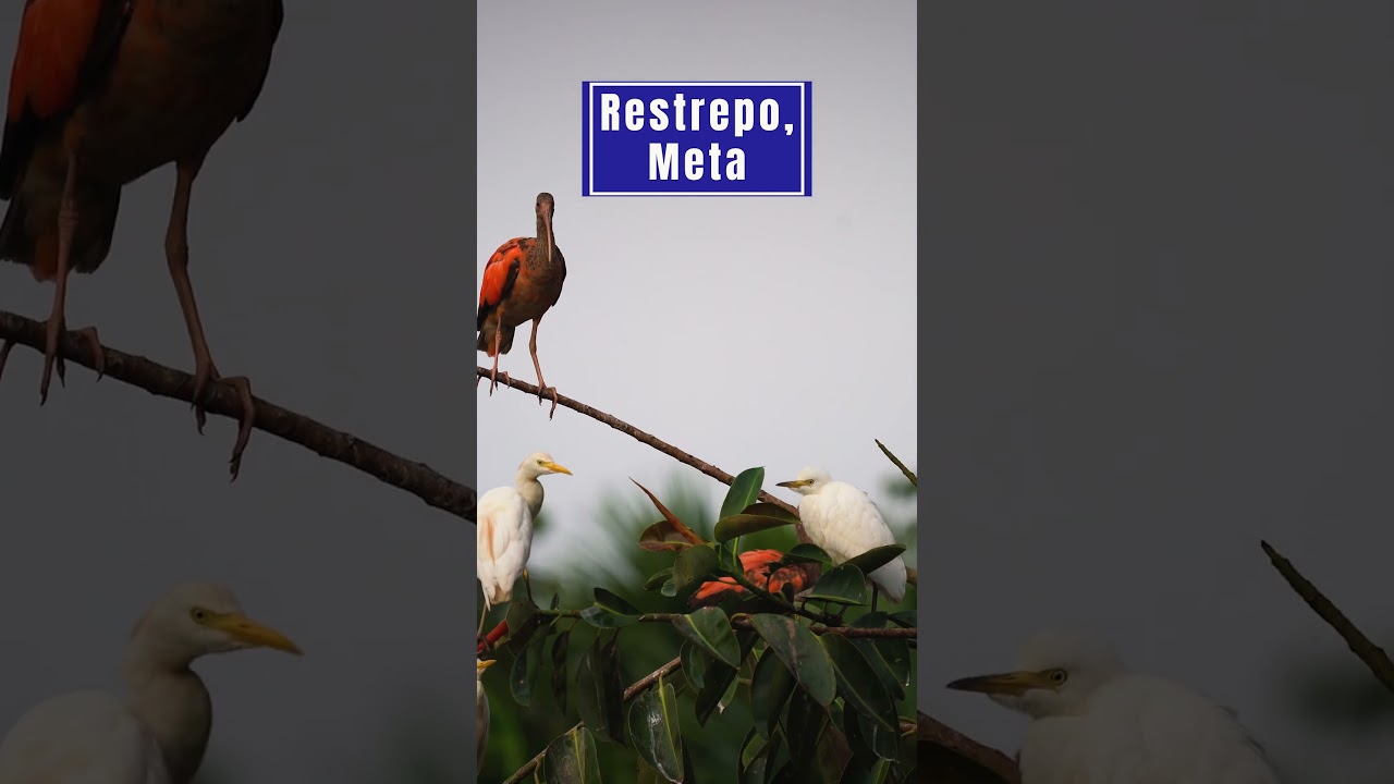 Plans to Do in Colombia: Eco Hotel Cosmogenesis in Meta