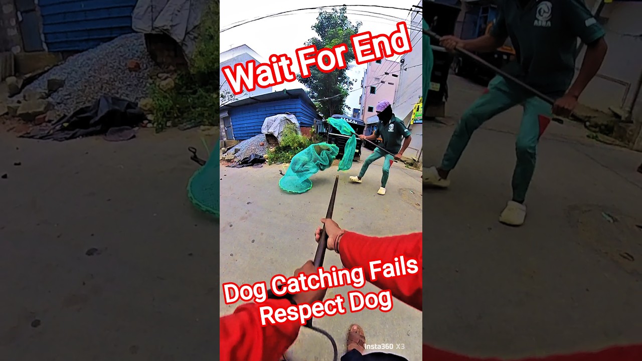 Gojo Double Dog Catch 