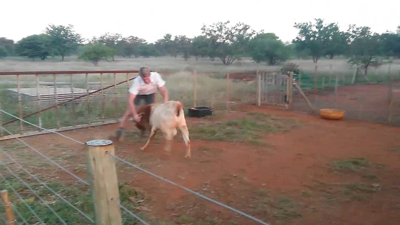 goat vs schoolboy