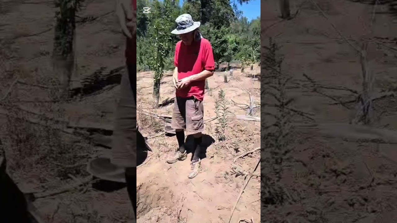 Como Plantar un Árbol Frutal - Verdadero Método de Ellen  G. White- Ingeniero AGRÓNOMO Waldo Lira 