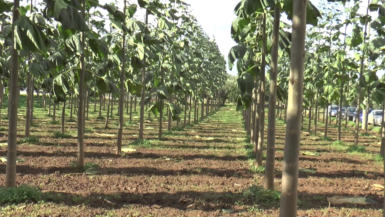 plantation paulownia cotevisa 2, one year after tehnical cutting!!!