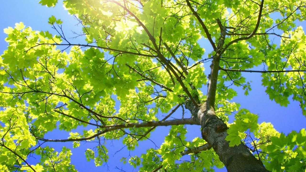 Tree Simulator 2013 Gameplay