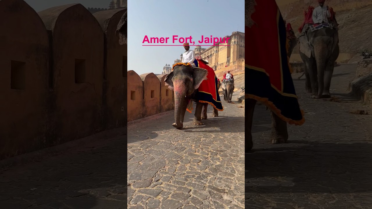 Amer Fort, Jaipur 🦚✨