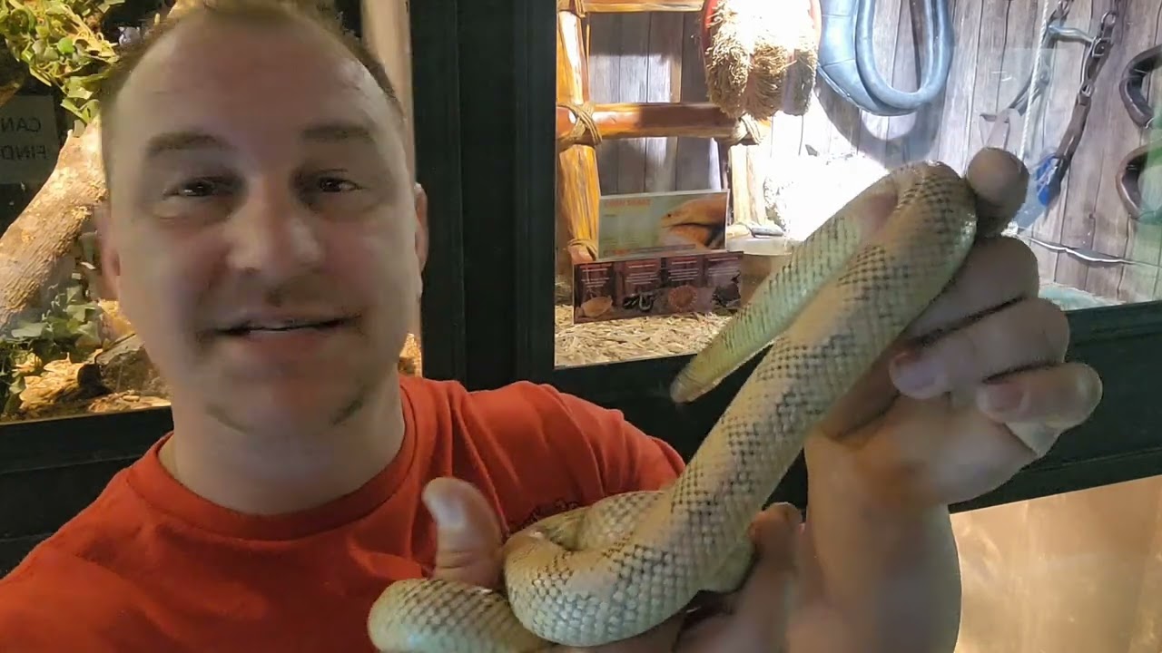 Beautiful Brooks Kingsnake ( The Brooksi )