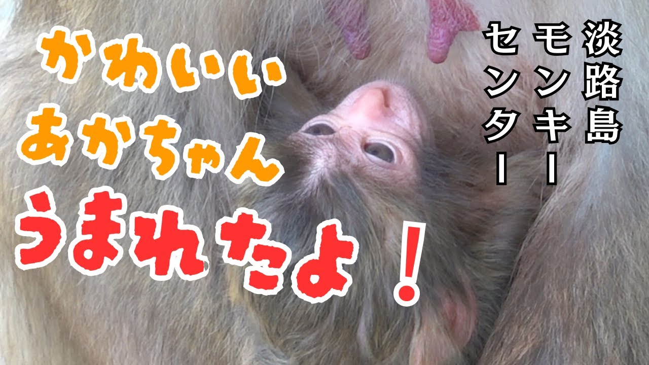5月5日 可愛い赤ちゃんが生まれたよ～　淡路島モンキーセンター 【モンキーパーク】