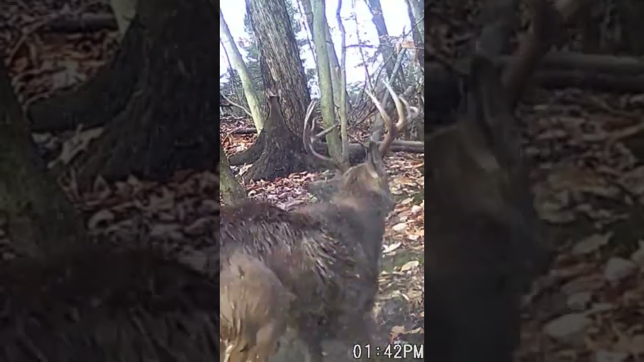 Rare footage | White-tailed buck's antler-drop 