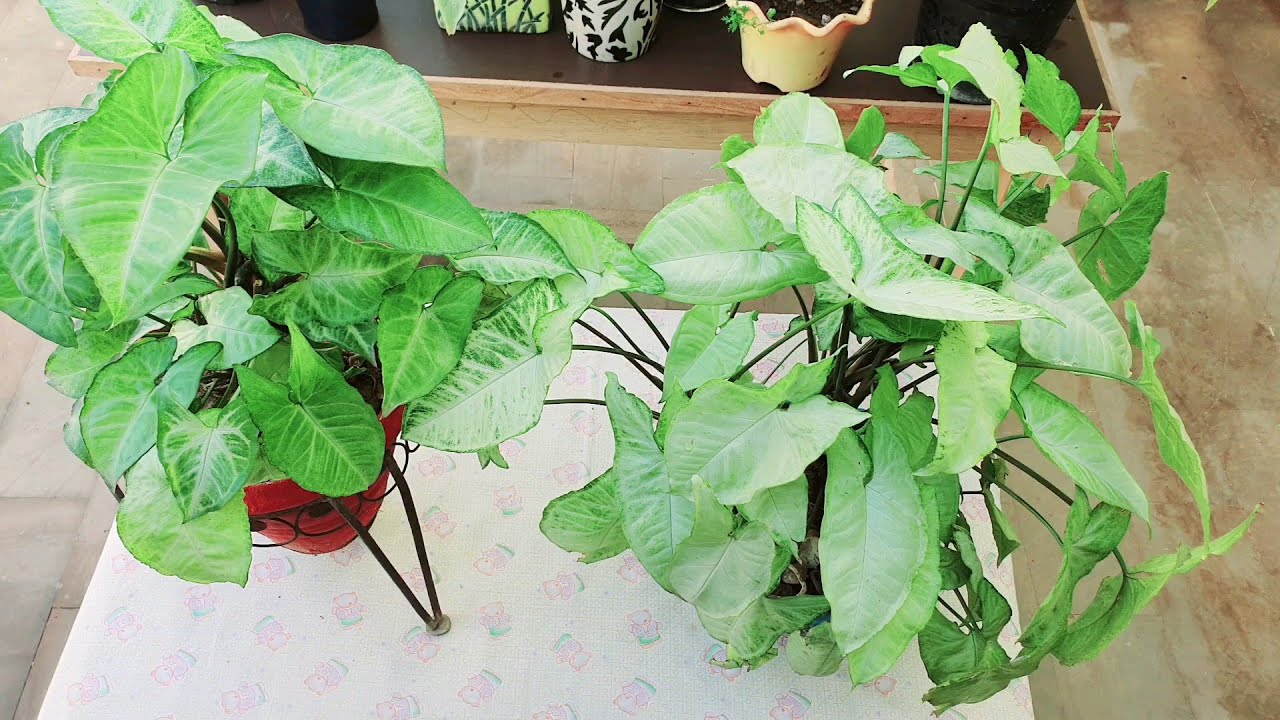 Syngoniums 3 Summer care tips for its very healthy growth