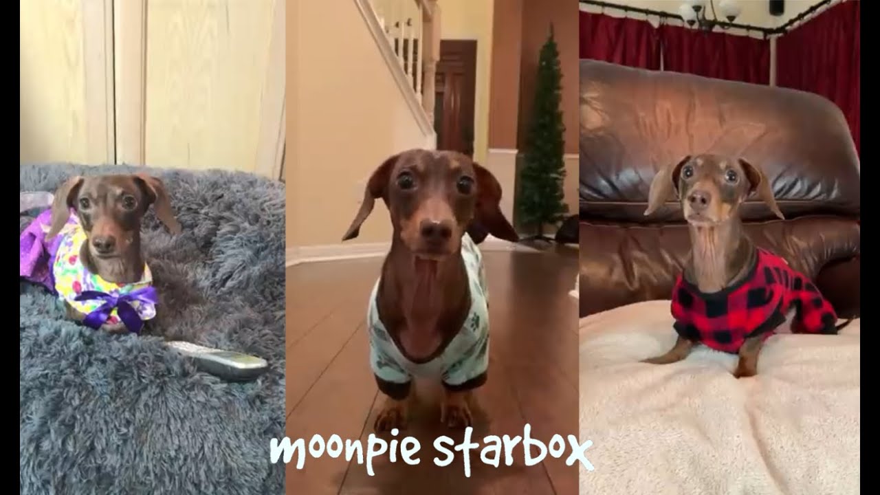 Chapter 4:  Moonpie Starbox Tik Tok Compilation