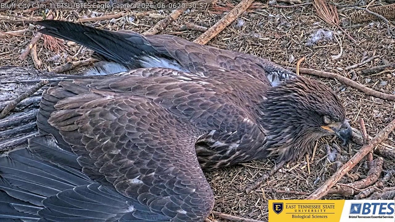 BC29 is taking a nap in the nest -- Bluff City Cam 2026 06 07