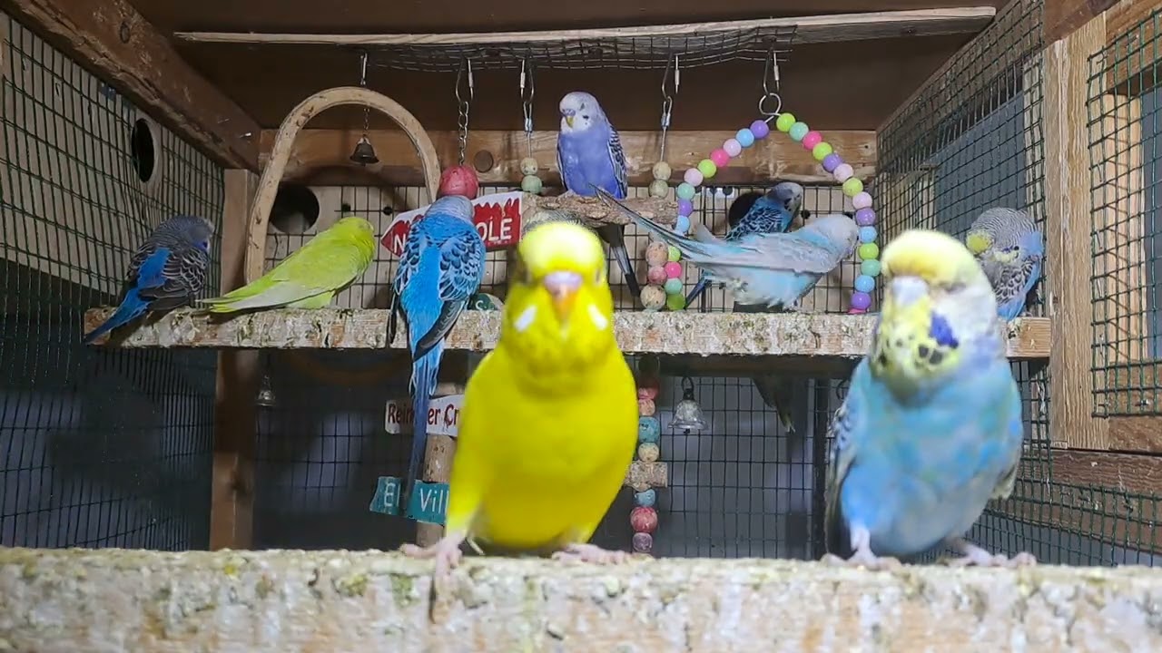 Mini parrot family