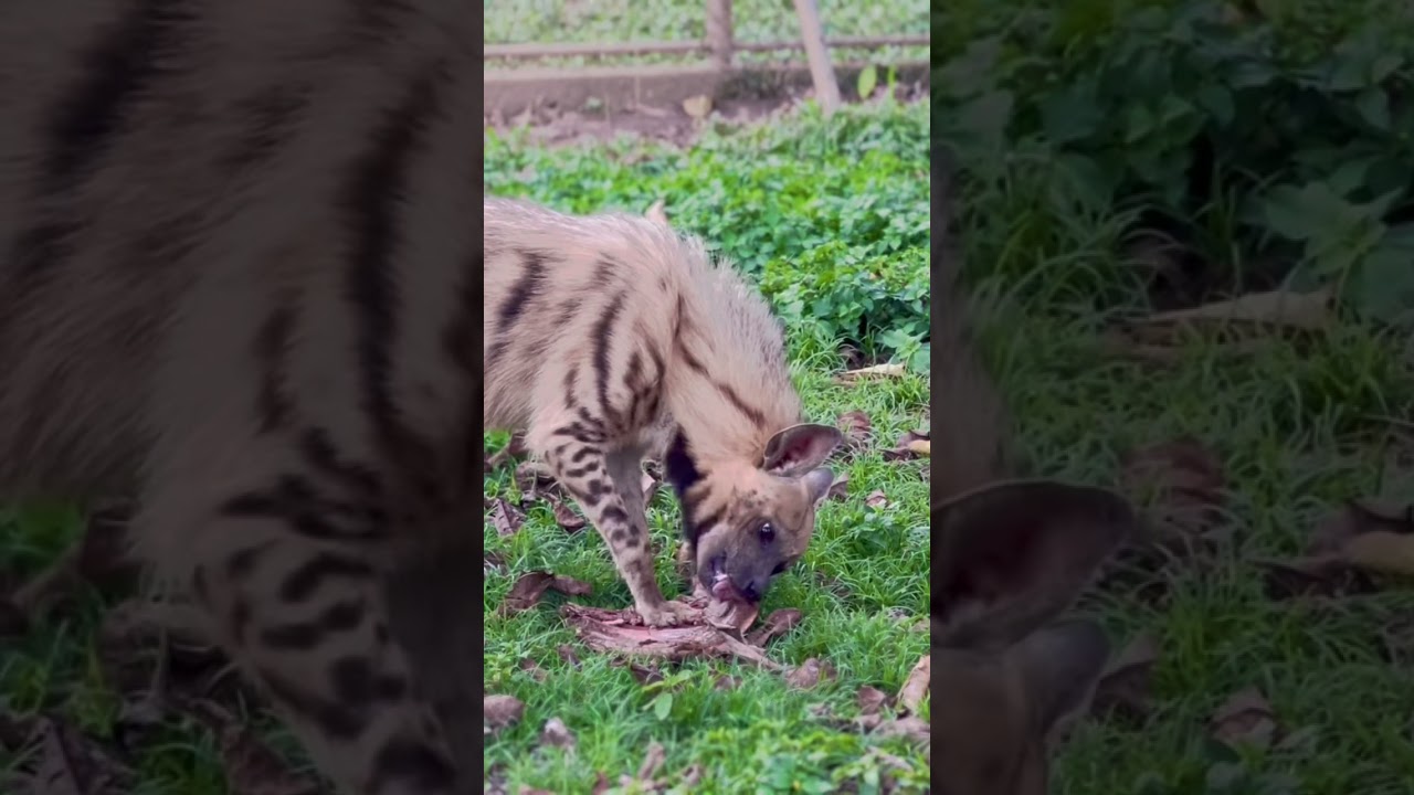 Hyena eating cow meat #shot