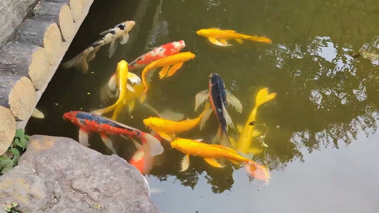 Koi in pond under bridge, Ninomaru Garden, Imperial Palace, Tokyo, Japan, 2023-10-08