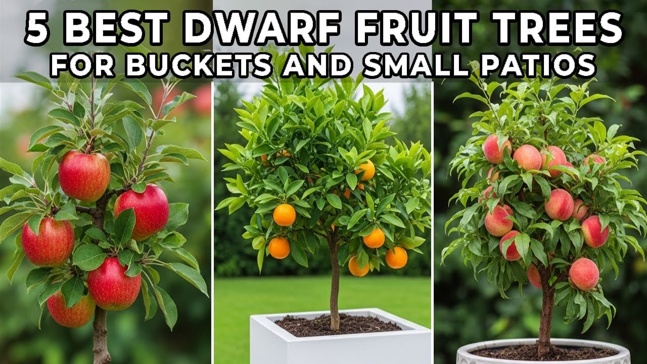 5 Best Dwarf Fruit Trees for Buckets and Small Patios