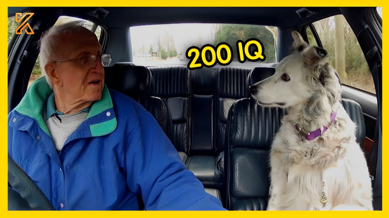 🐕💡When You Think You Want a SUPER Smart Dog? Watch This Dog 💥