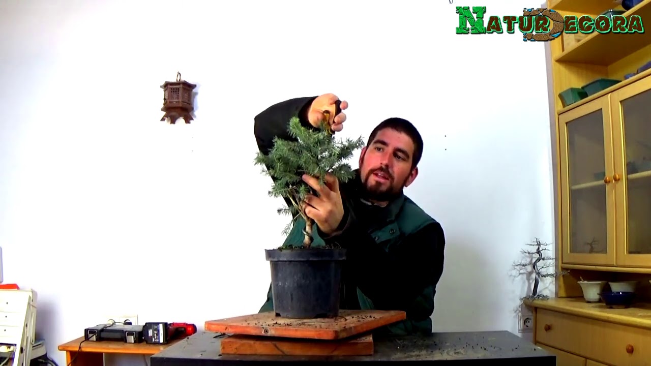 picea pungens glauca Como hacer prebonsai