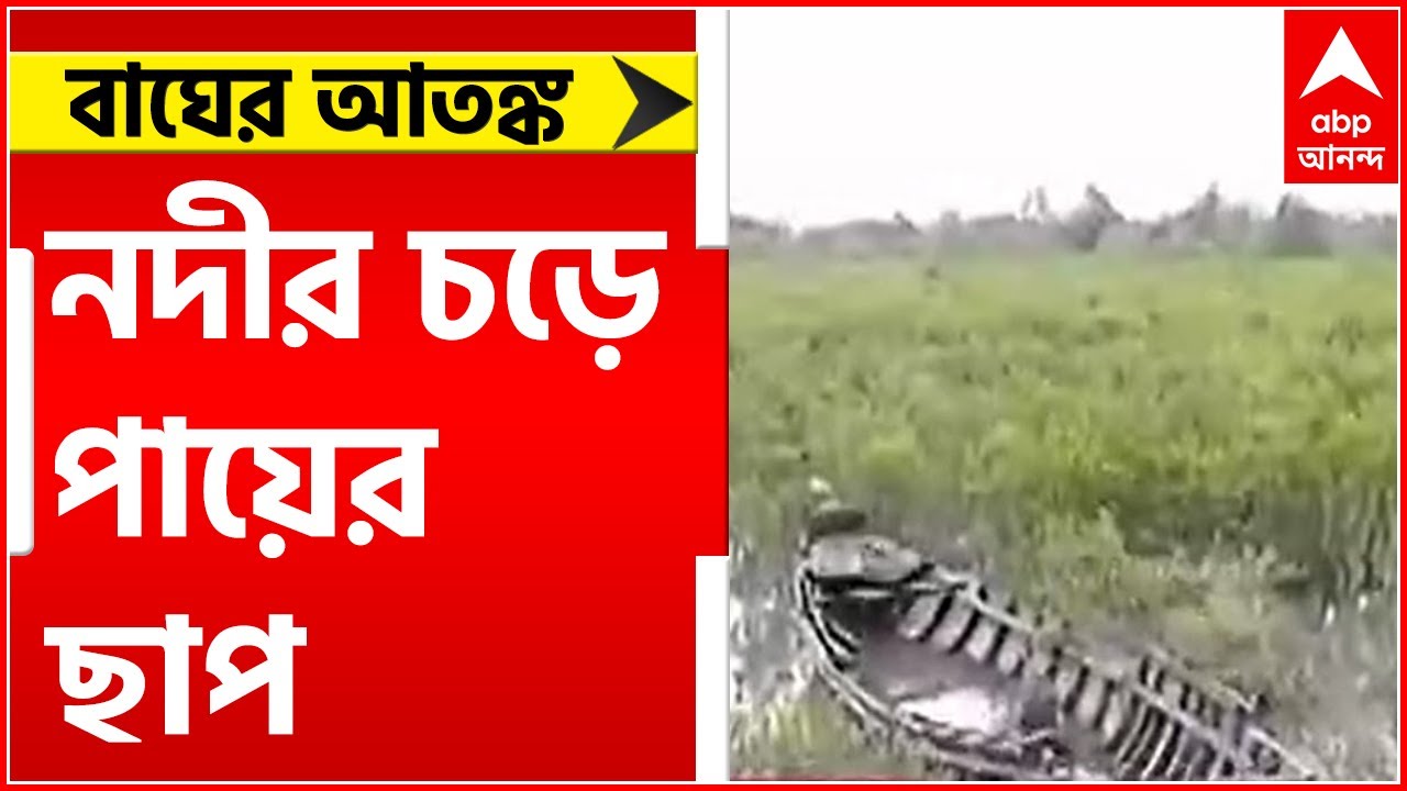 Tiger: রায়দিঘির দমকল গ্রামে বাঘের আতঙ্ক। Bangla News
