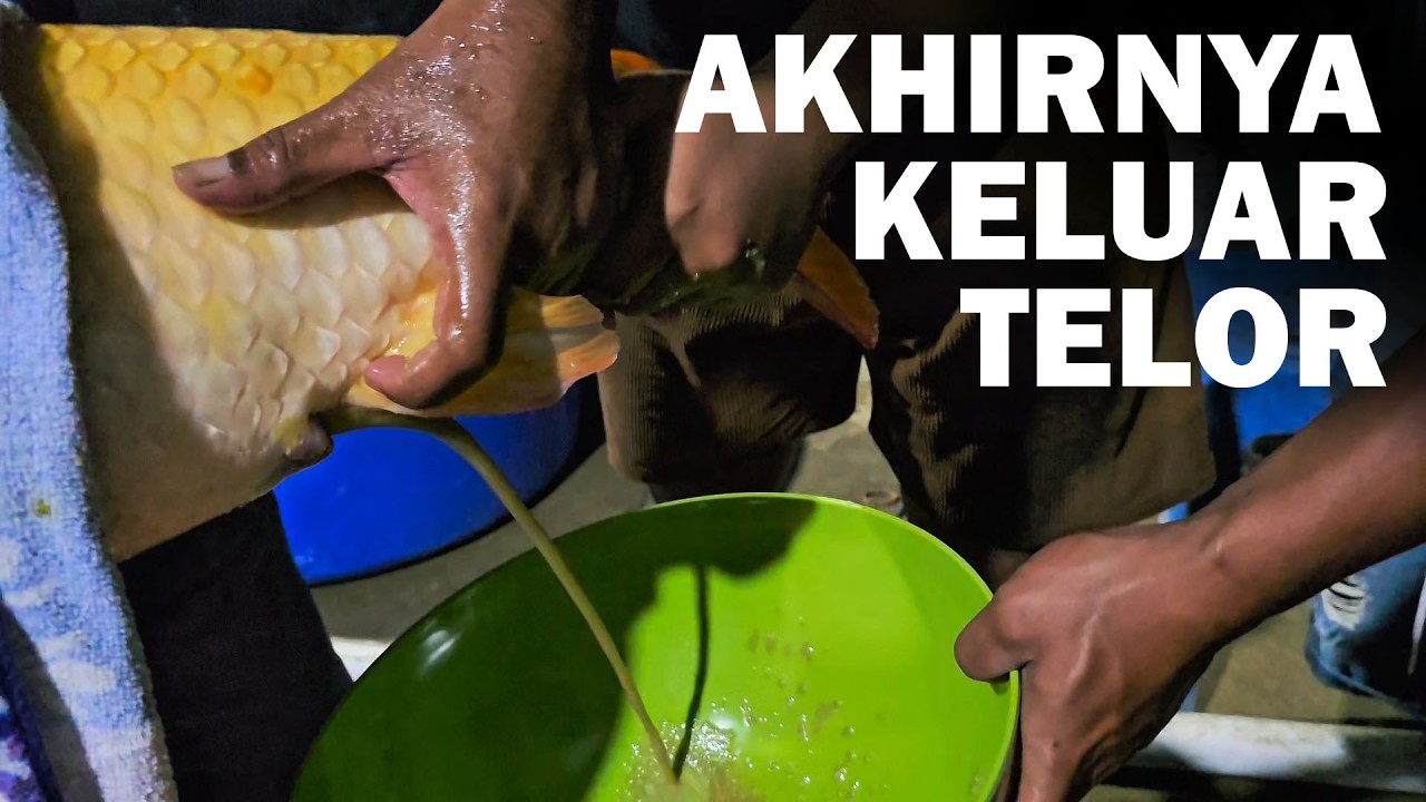 Setelah 4 Jam Akhirnya Keluar Juga Telornya Konishi Vs Sakai Di Jumbo Koi Meduro