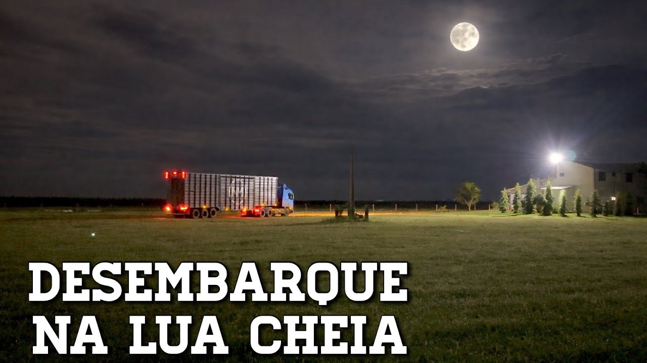 DESEMBARQUE NA LUA CHEIA: Chegaram mais 75 Novilhas às 21h! EP - 43