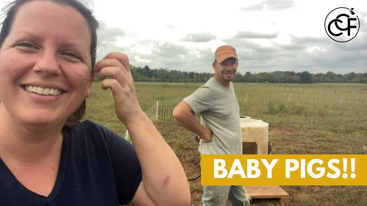 New piggies have arrived!! | Crossing Creeks Farm