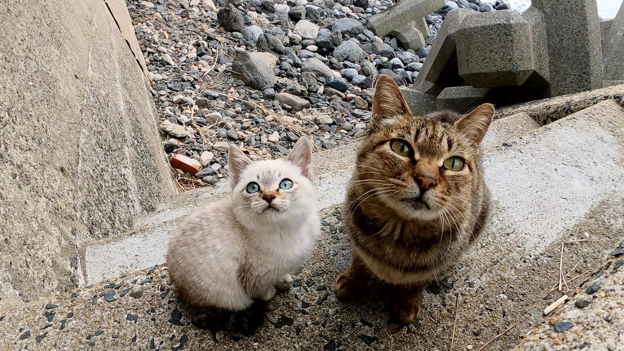 Котенок следует за мамой-кошкой и выходит к прекрасному морю
