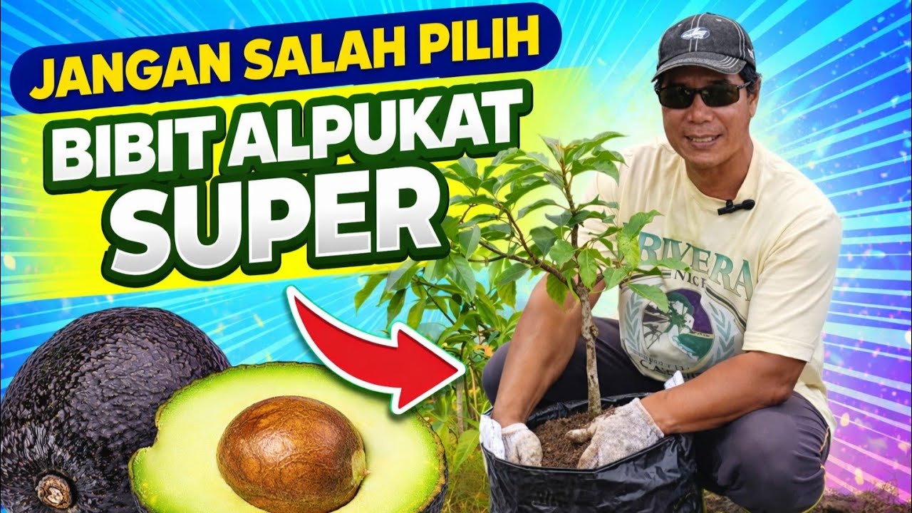 Live Seleksi Ketat Bibit Alpukat Unggul, Dijamin Produktif 20 Tahun