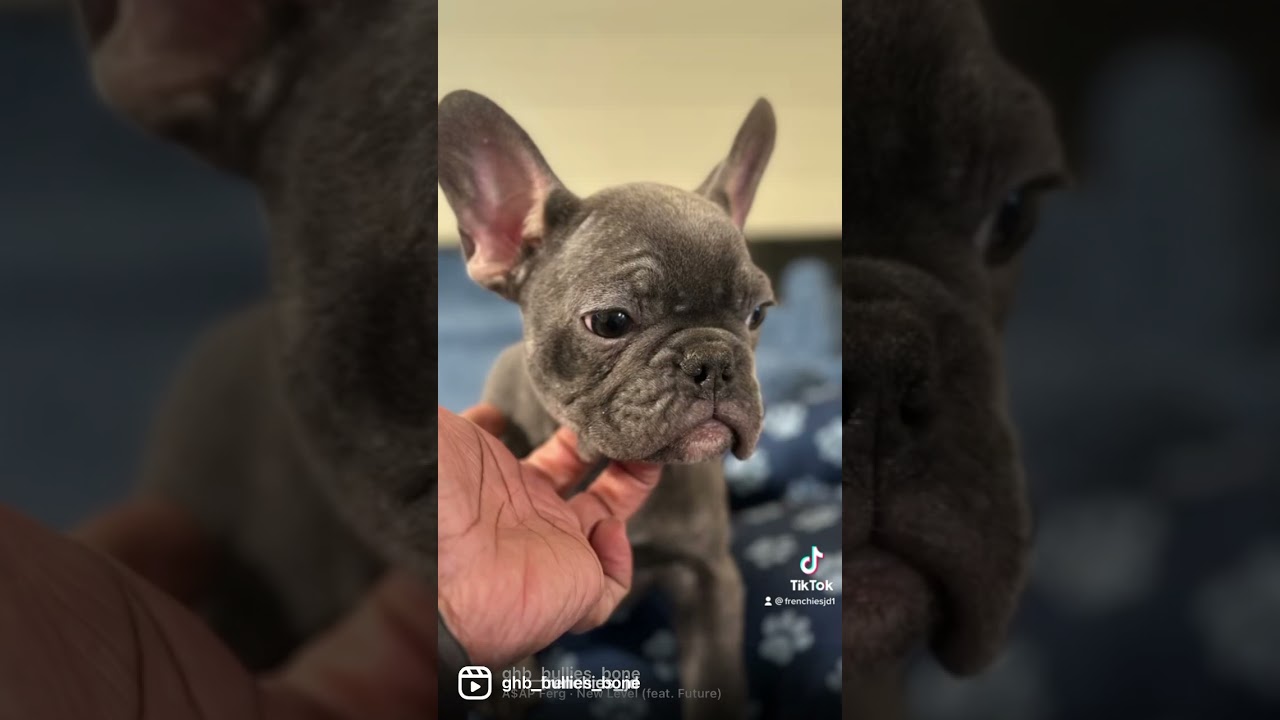 Frenchies Frenchies Frenchies